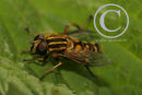 The Sun Fly or Hoverfly